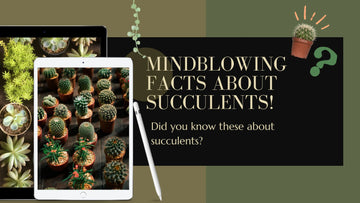 Know 10 Mind-boggling facts about succulents before going to buy plants online in India