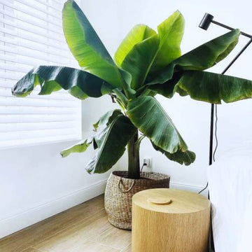 How to Grow Banana At Your Home - A Comprehensive Guide