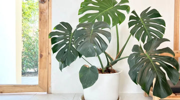 How to Care for Your Monstera: Tips for Healthy Growth