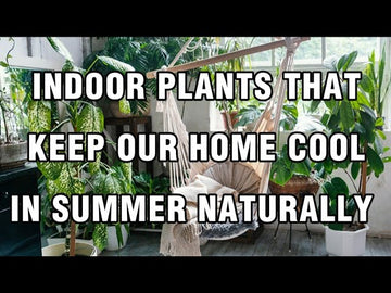Best Indoor Plants to Keep Your Home Cool in Summer