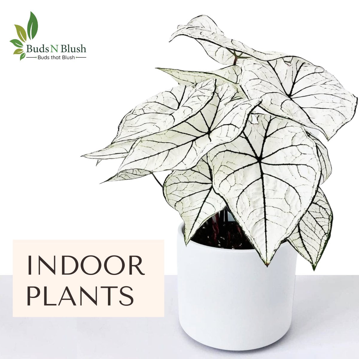 Elegant Indoor Plants
