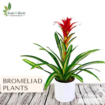 Budsnblush brings you most dramatic colored bromeliad plant of flora world at amazingly discounted rates