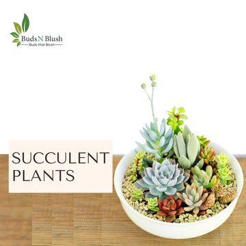 Juicy, thick , pink and many colors small jewels of garden specially collected for your home