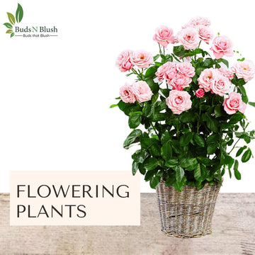 Invite butterflies and color of rainbow with Budsnblus most sort out flowering plants collection