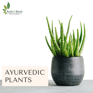 Plants can heal your body inside and out check how in this category of plants and praise wonder of natural world