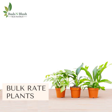 Plants are meant for everyone So budsnblush provides huge collection of plants in most affordable rate in this category