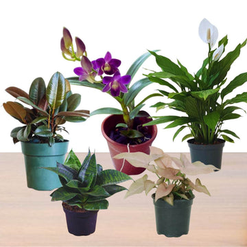 Plants for Dark Room- Set of 5 Plants