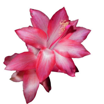 Christmas Cactus Pink