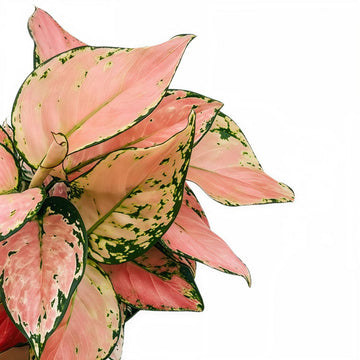 Aglaonema Pink Valentine