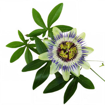 Krishna Kamal Creeper