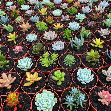 Succulent Plant Random