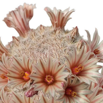 Mammillaria Candida