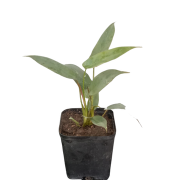 Philodendron Atabapoense Small