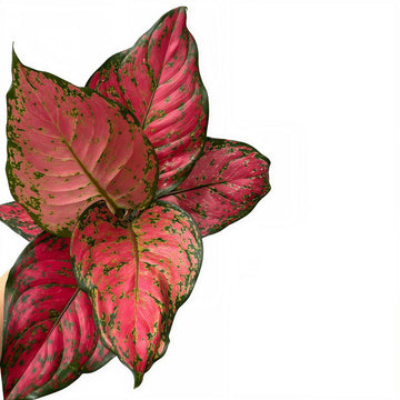 Aglaonema Red Addiction