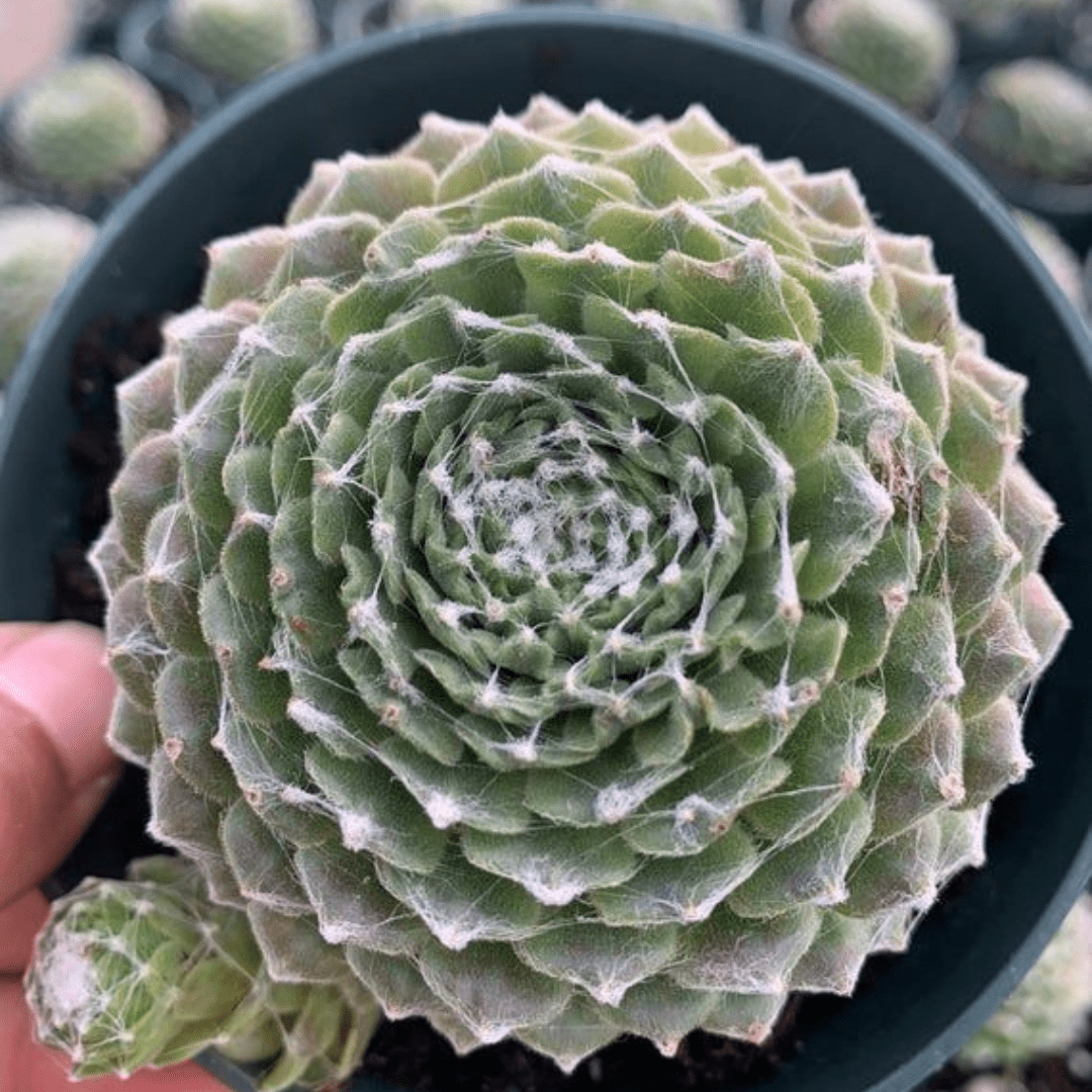 Photo of the entire plant of Hen and Chick (Sempervivum 'Red Lion
