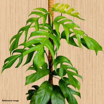 Monstera Dragon Tail Plants, Air Purifying Plants