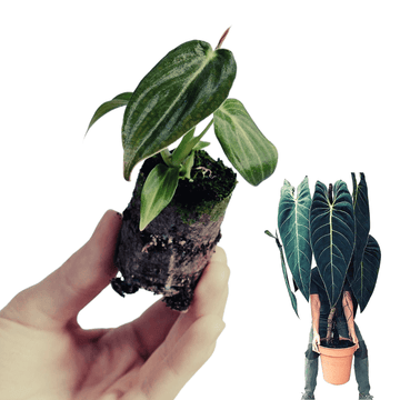 Extremely Rare Philodendron Melanochrysum Small Size