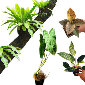 Rare Exotic Tropical Plant Set of 4 Plants