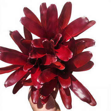 Neoregelia Red Fireball bromeliad