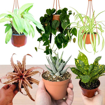 Set of 6 Indoor Plants for Beginner Gardener, Easy to Care Indoor Plants