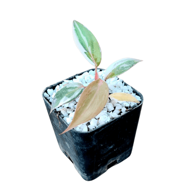Philodendron Pink Princess