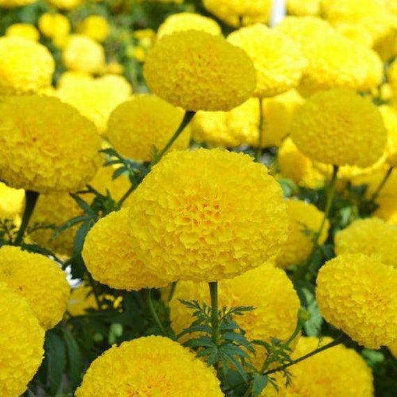marigold yellow flower seeds Yellow Giant Marigold