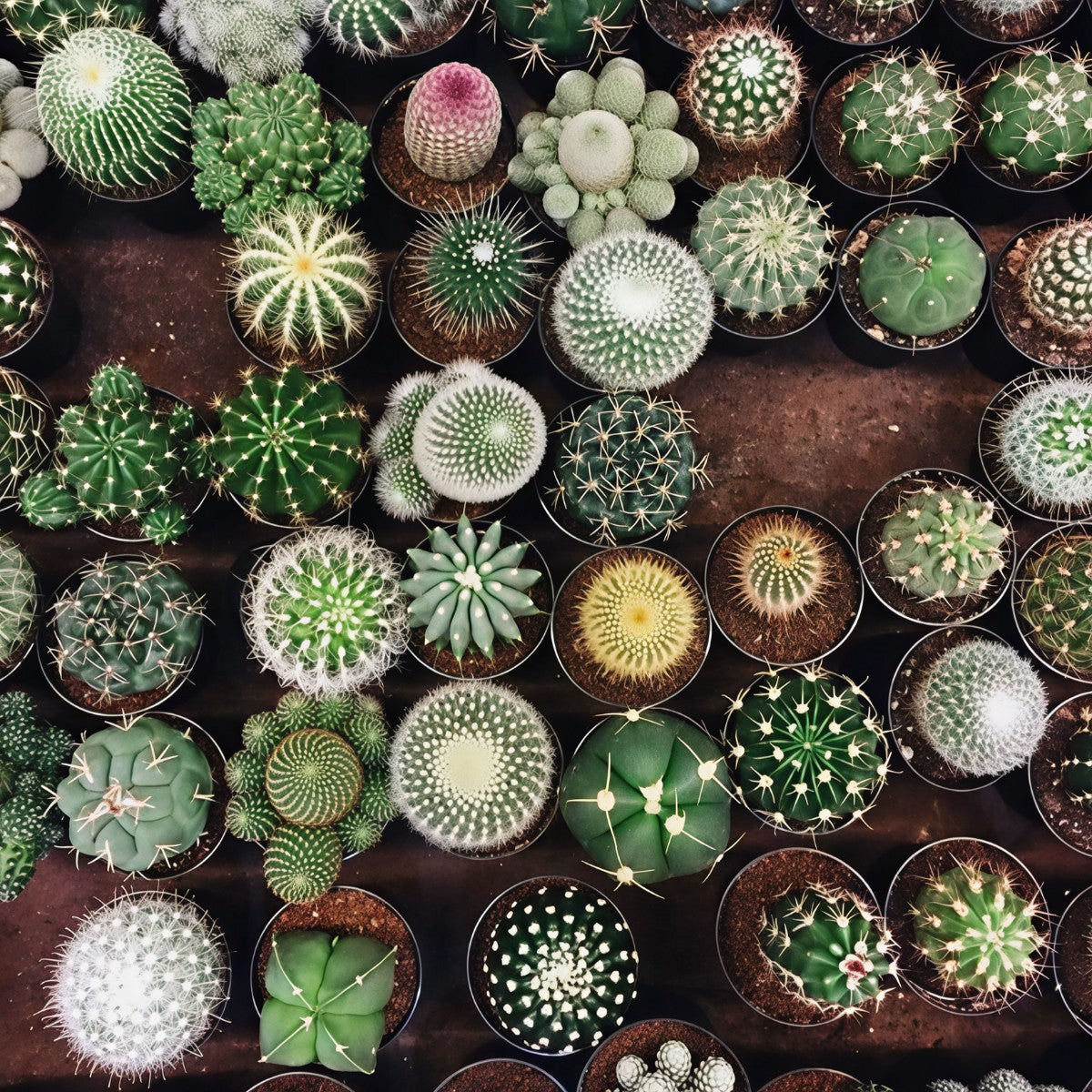 Cactus Plant