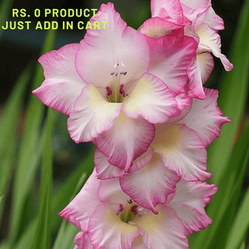 Gladiolus Majestic Pink