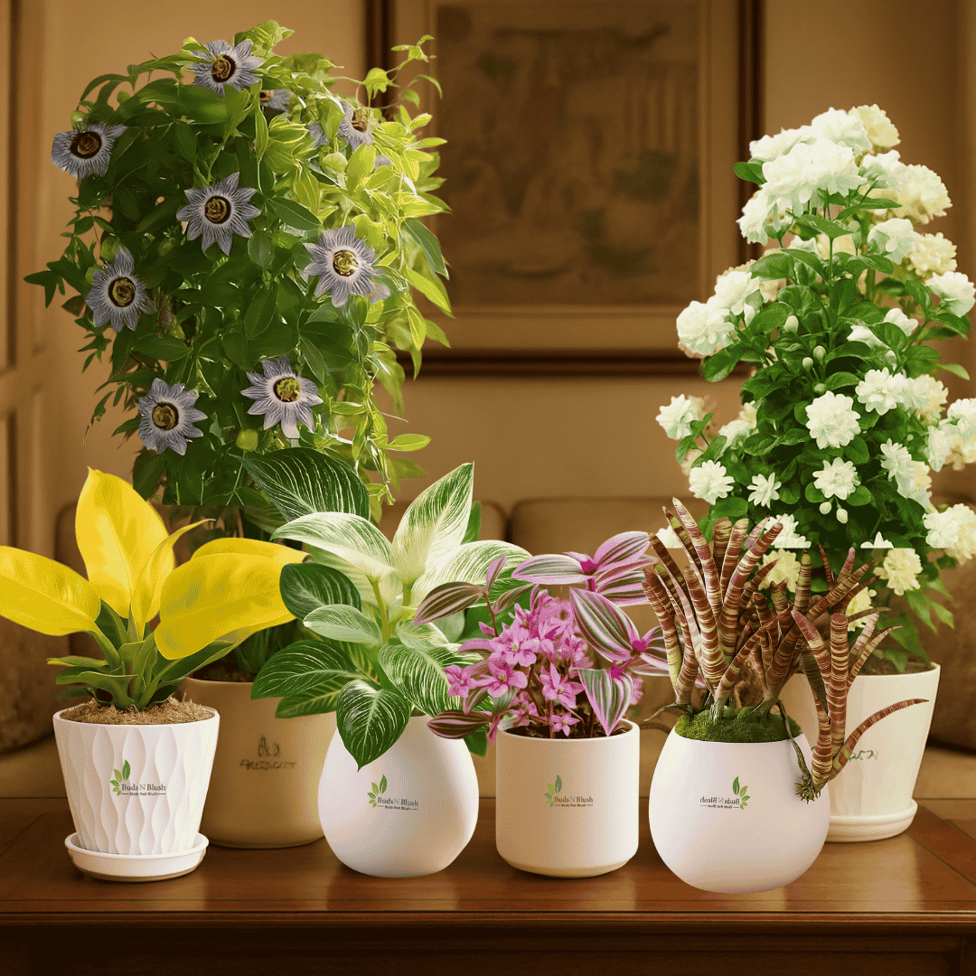 small pot plants india Bloom & Foliage Plant Collection of Six