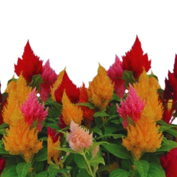 Celosia Dwarf Plumosa Liliput F1 Hybrid Seeds