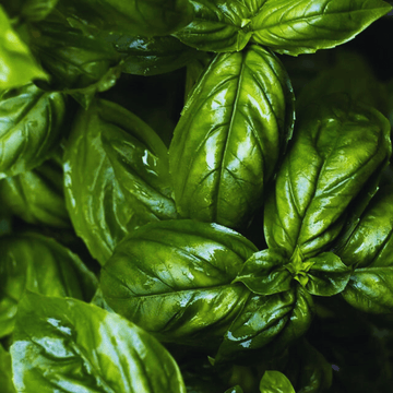 F1 Hybrid Italian Basil  (Dolce Fresca Variety)