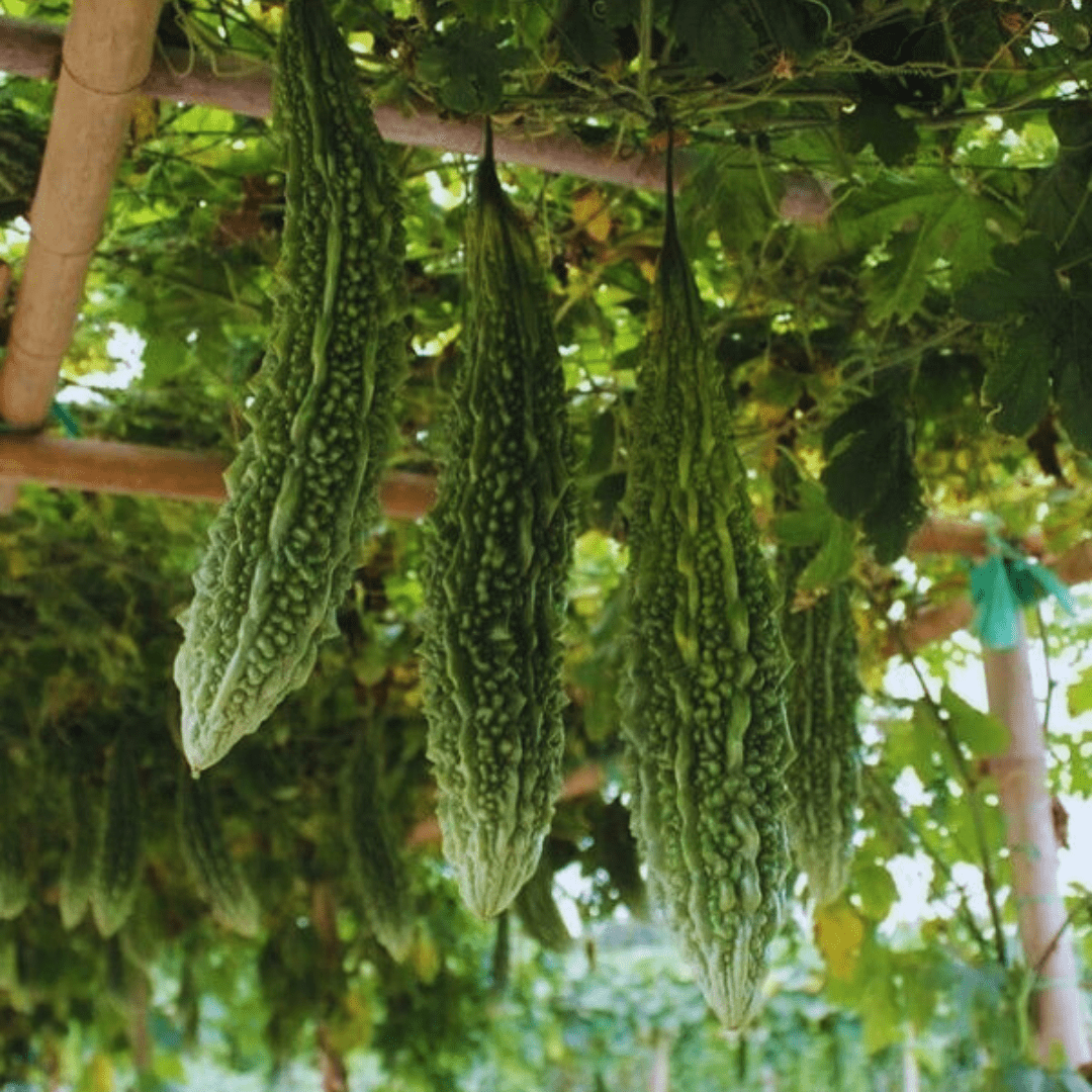 karela plant seeds Bitter Gourd Seeds