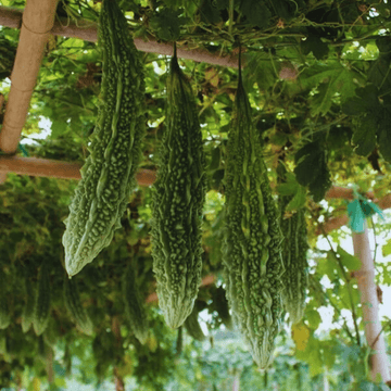 F1 Hybrid Bitter Gourd Seeds