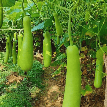 F1 Hybrid Bottle Gourd Seeds