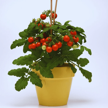 F1 Hybrid Red Cherry Tomatoes