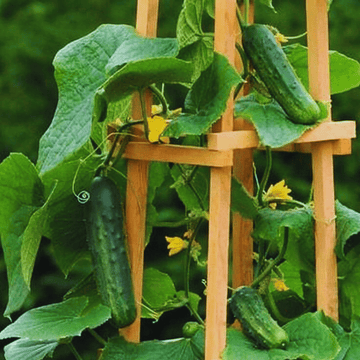 F1 Hybrid Cucumber Seeds