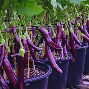 F1 Hybrid Long Brinjal Seeds