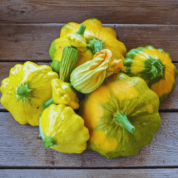 F1 Hybrid Patty Pan Squash  (Scalloped Squash)