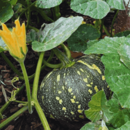 pumpkin seed plants Pumpkin Seeds