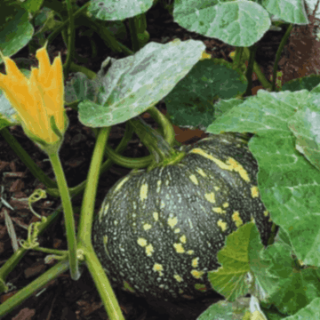 F1 Hybrid Pumpkin Seeds