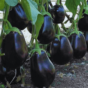 F1 Hybrid Round Brinjal Seeds