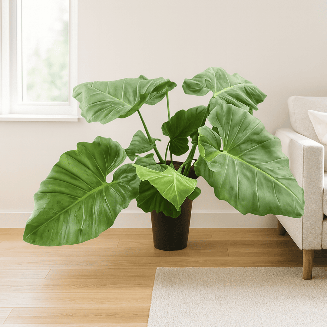 Giant Philodendron Mexicanum