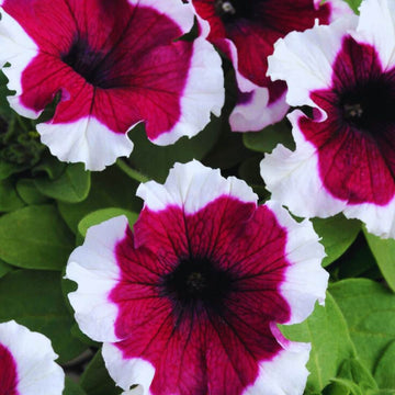 Hulahoop Petunia Grandiflora Mix F1 Hybrid Seeds