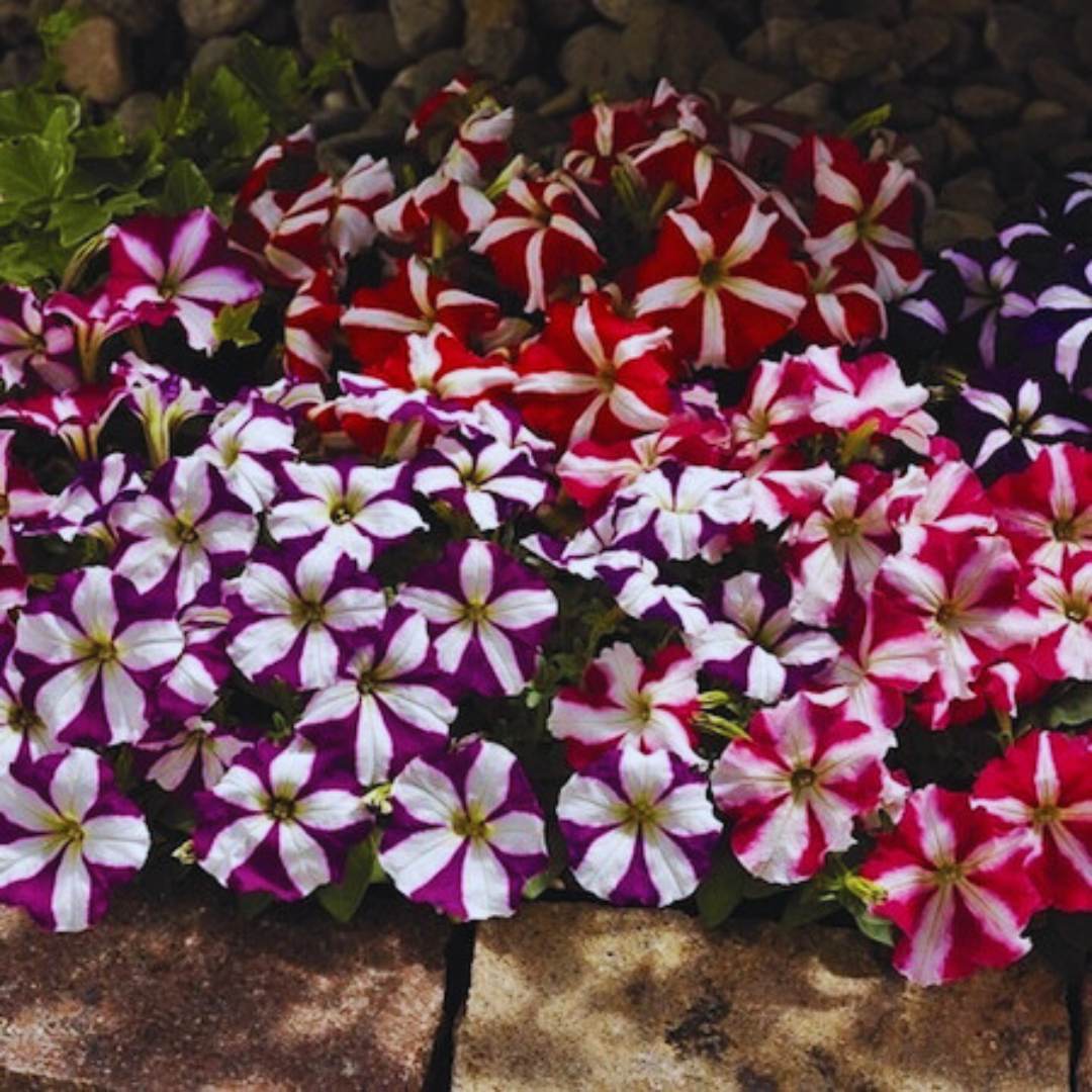 petunia potting mix Petunia Marvel Star Mix