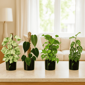 Amazing Indoor Jungle: 4 Pothos  Set