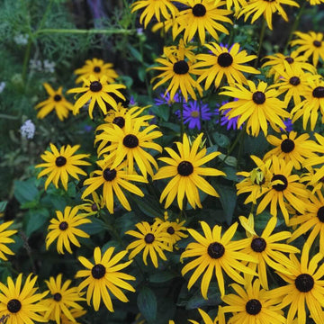 Rudbeckia Rustic Dwarf F1 Hybrid Seeds / Blacked Eye Susan