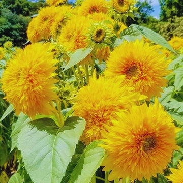 Teddy Bear Sunflower F1 Hybrid Seeds / Imported Sunflower