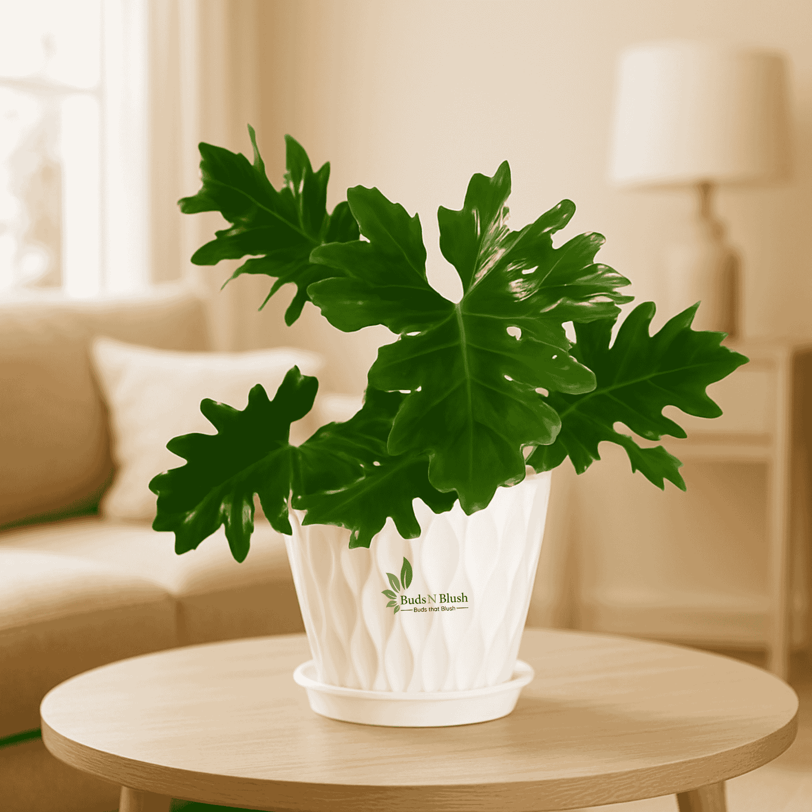 big leaf philodendron selloum Philodendron Selloum Green