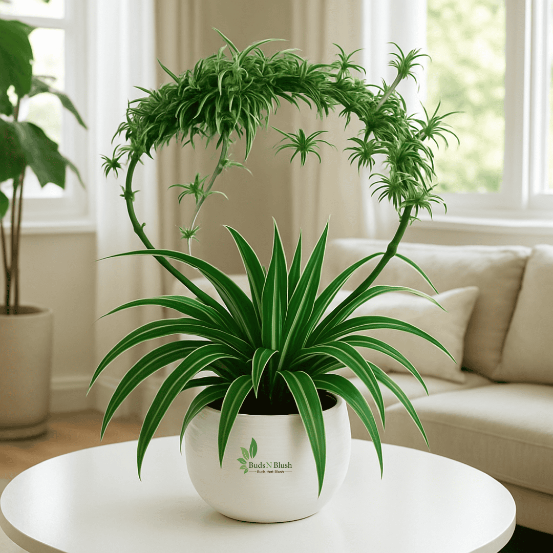 Spider Plant Air Purifier