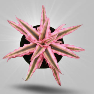 Cryptanthus Pink variegated